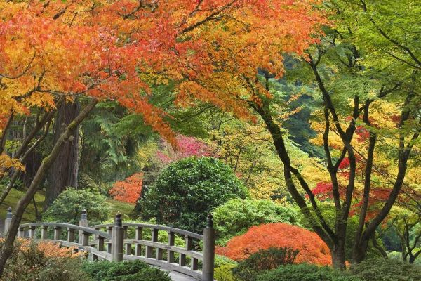 Paulson, Don 아티스트의 Oregon, Portland Bridge and maple tree in autumn작품입니다.